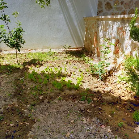 Beyaz فيلة