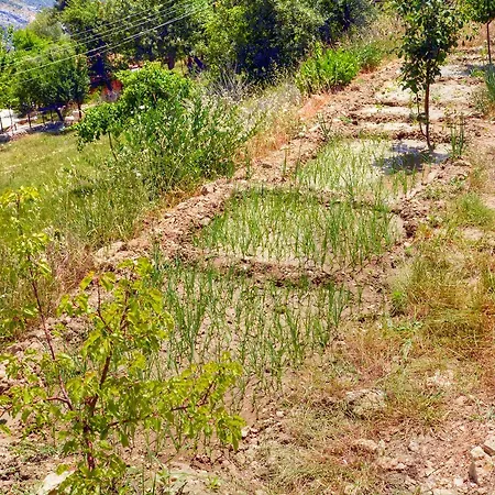 Beyaz Kalkan